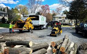 Tree Care Services